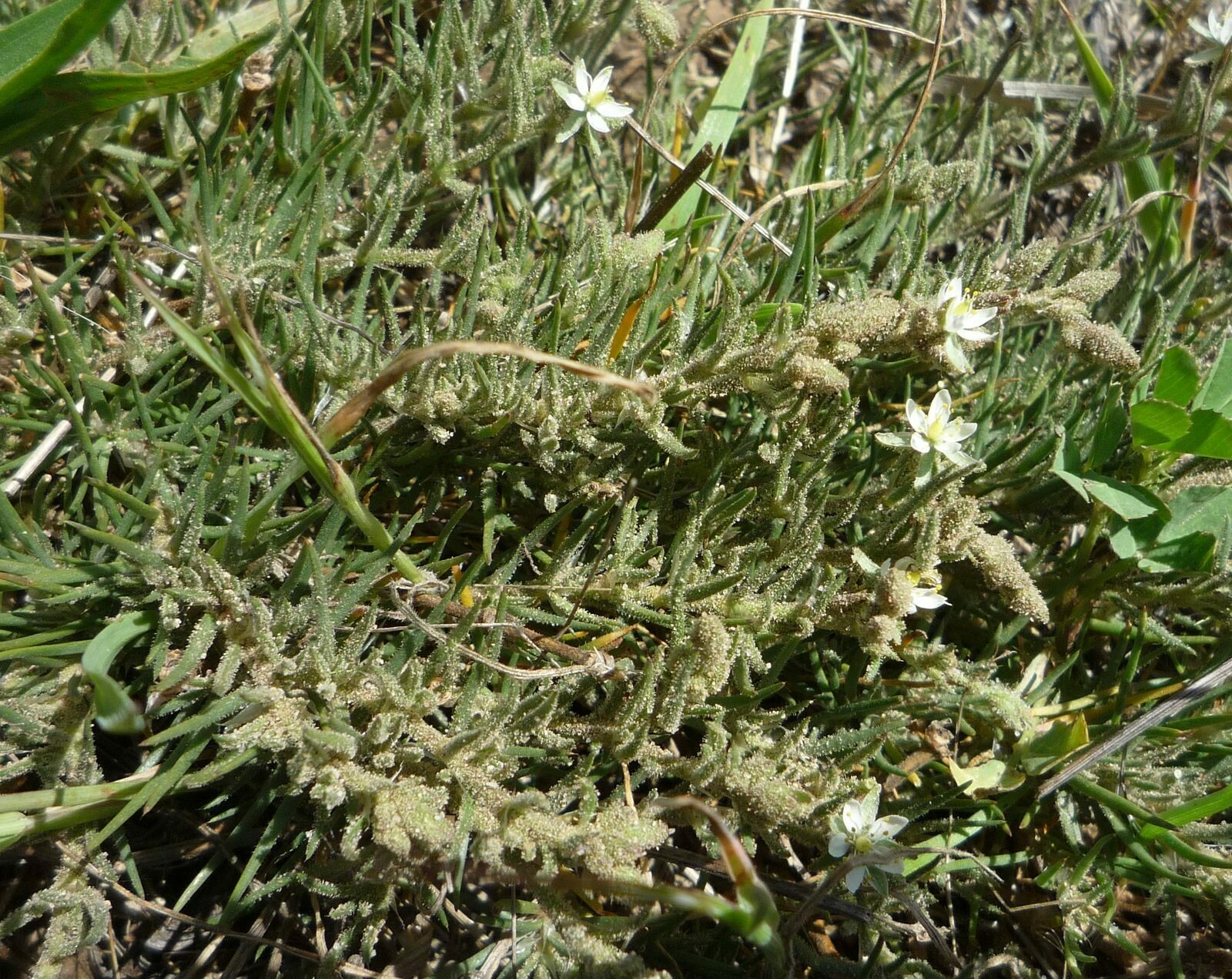 High Resolution Spergularia villosa Plant